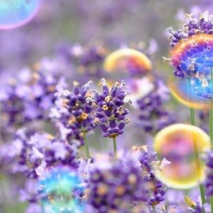 Meet your Posher, Rosie